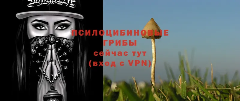 OMG ТОР  Катав-Ивановск  Псилоцибиновые грибы Psilocybine cubensis 